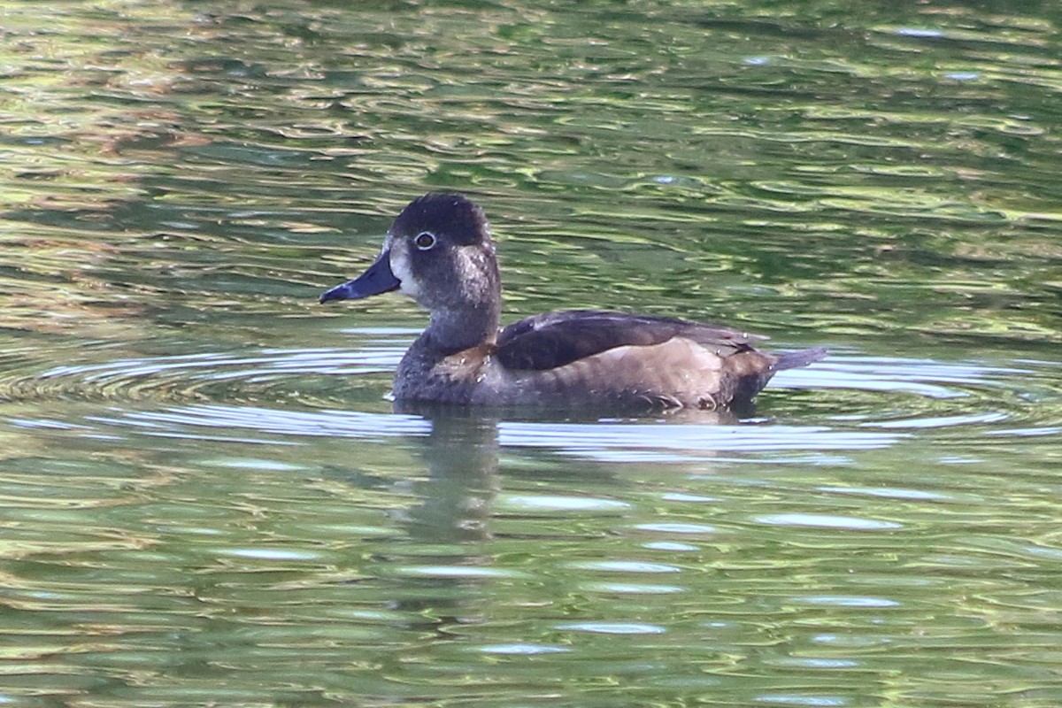 Ring-necked Duck - ML643955274