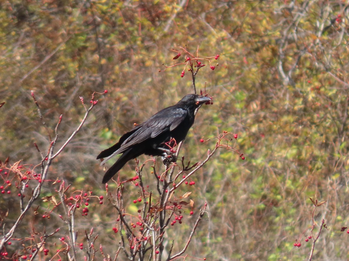 Carrion Crow (Eastern) - ML643955275