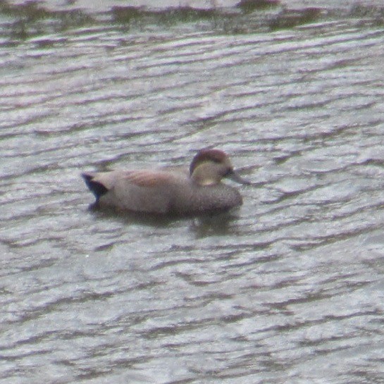 Gadwall - ML643955282