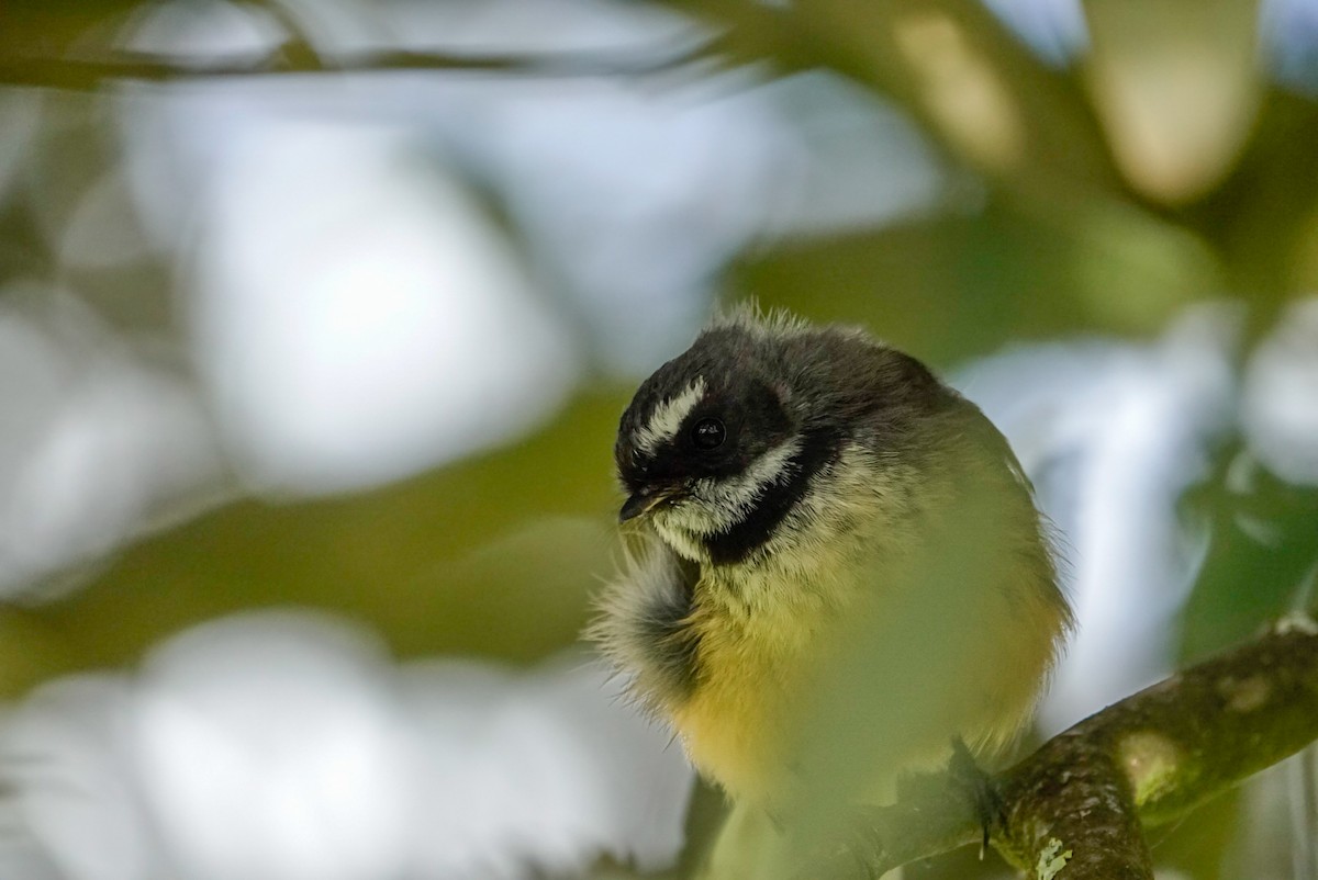 New Zealand Fantail - ML643955286
