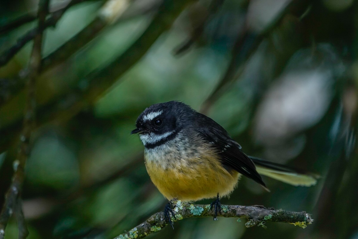 New Zealand Fantail - ML643955287