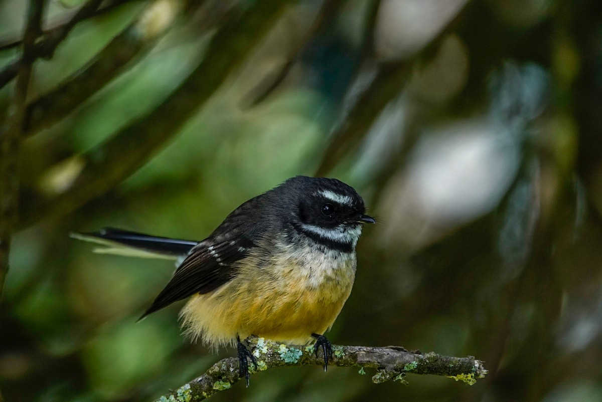 New Zealand Fantail - ML643955288