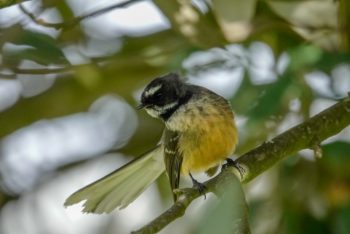 New Zealand Fantail - ML643955289