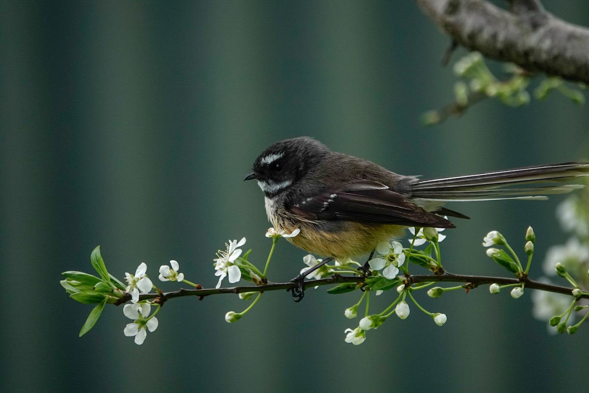 New Zealand Fantail - ML643955290