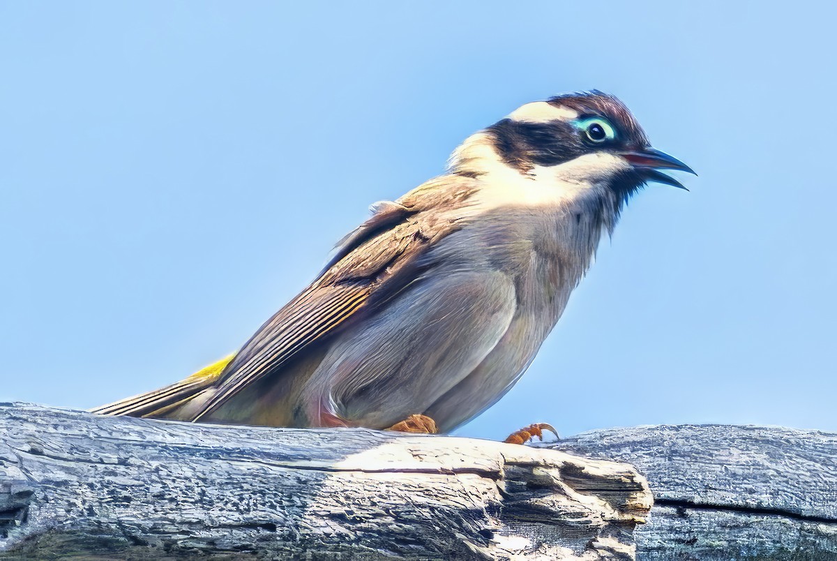 ノドグロハチマキミツスイ（gularis） - ML643955302