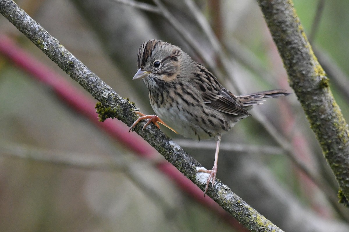 Lincoln's Sparrow - ML643955310