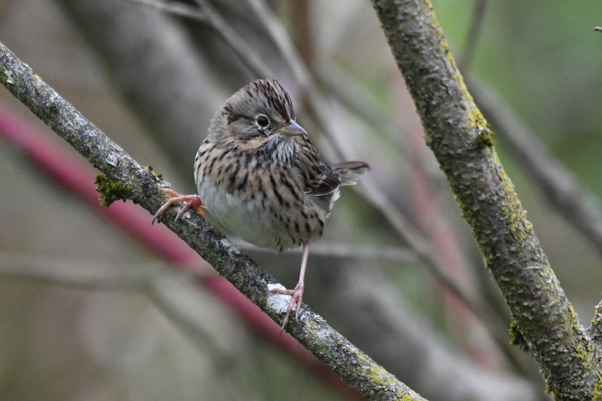 Lincoln's Sparrow - ML643955311