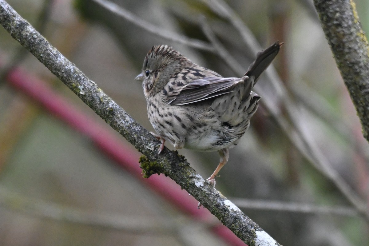 Lincoln's Sparrow - ML643955312