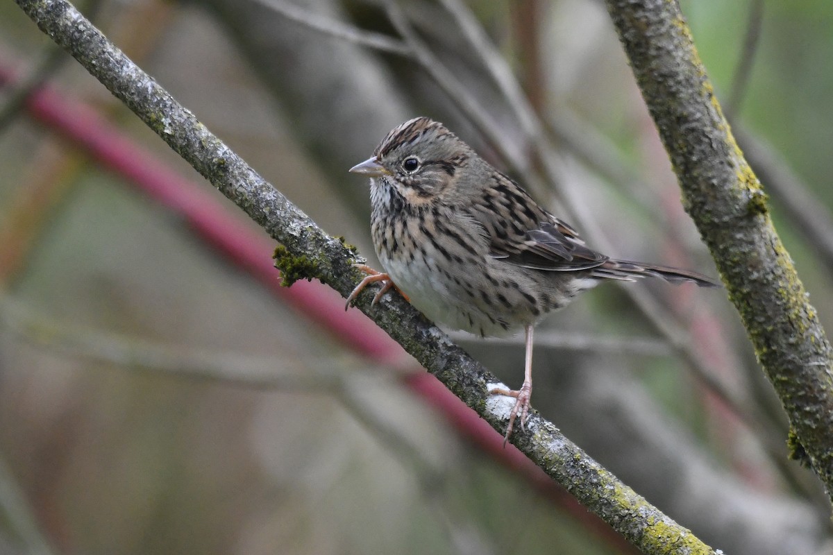 Lincoln's Sparrow - ML643955313