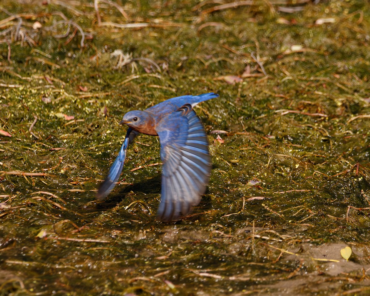 østblåfugl - ML643955329