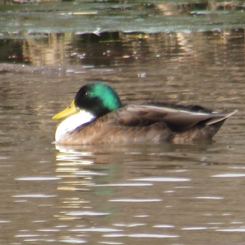 Mallard - ML643955339