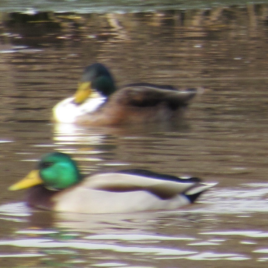 Mallard - ML643955340