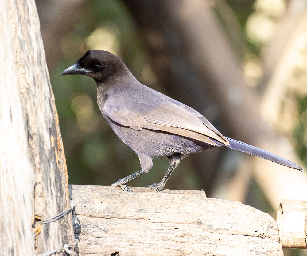 Purplish Jay - ML643955341