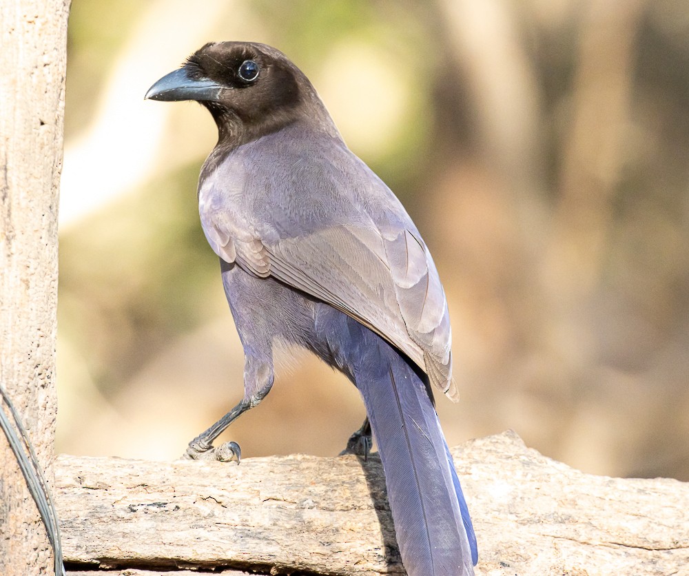 Purplish Jay - ML643955342