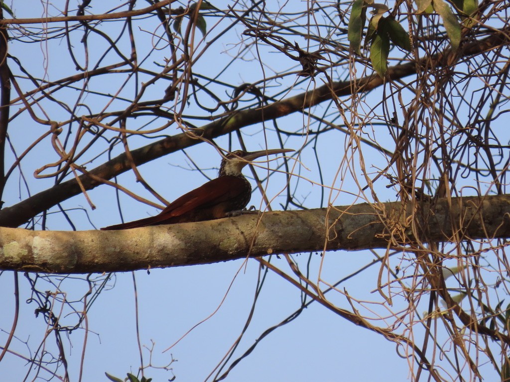 Long-billed Woodcreeper - ML643955388