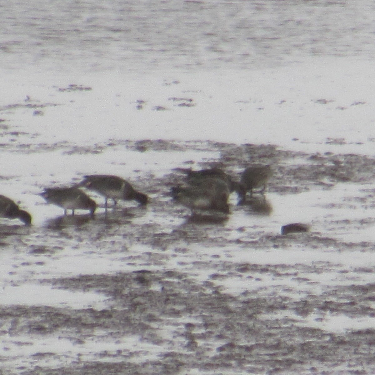 Green-winged Teal - ML643955395