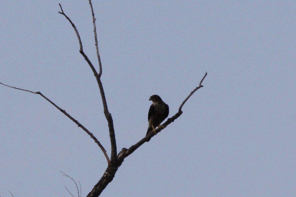 Merlin (Taiga) - ML643955446