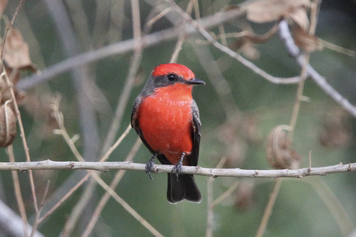 Vermilion Flycatcher - ML643955447