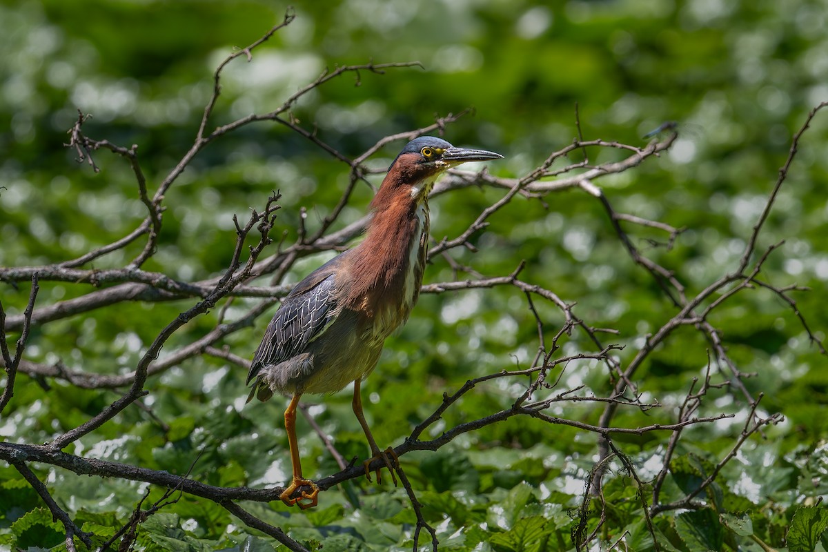 Green Heron - ML643955460