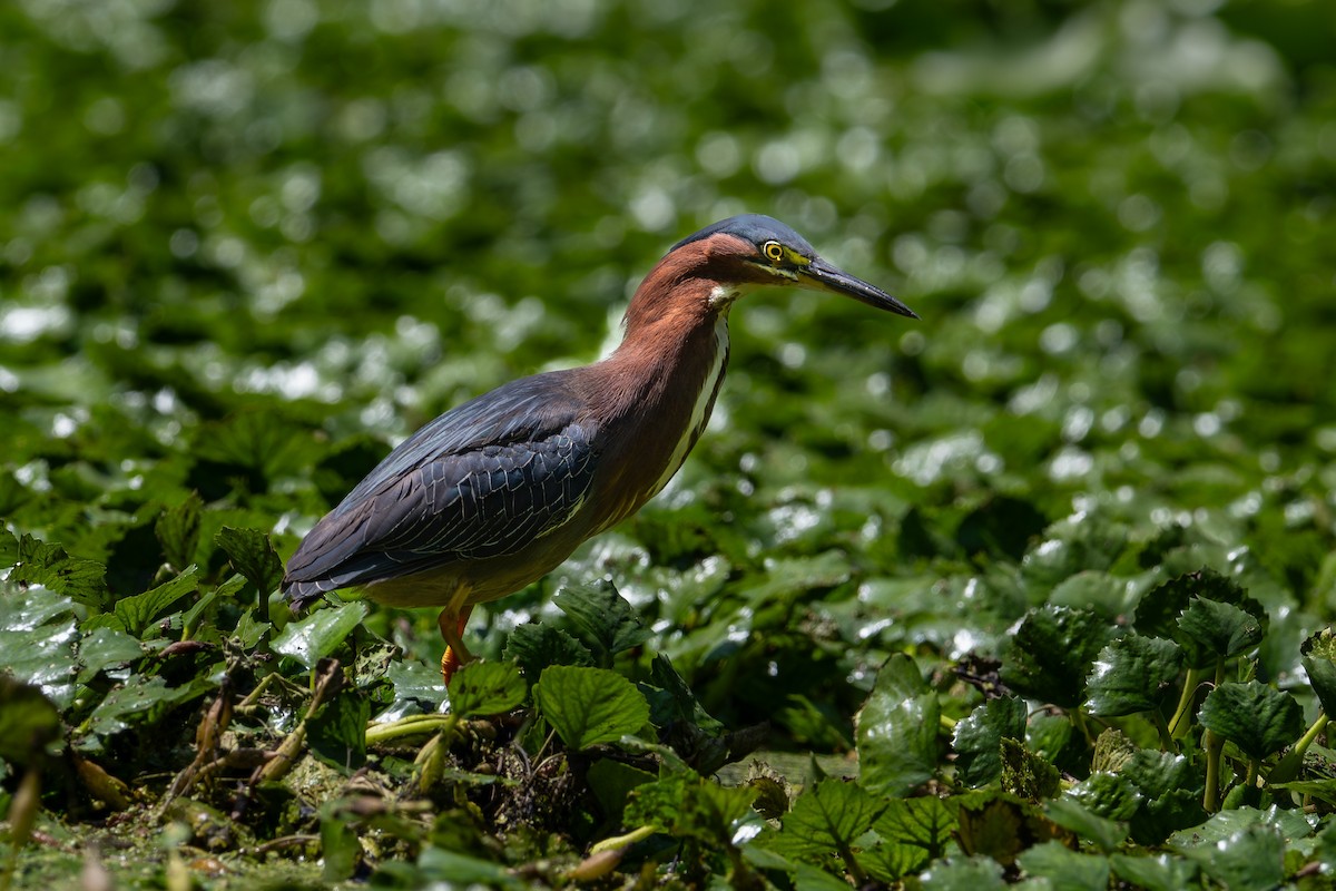 Green Heron - ML643955461