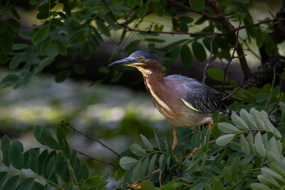 Green Heron - ML643955463