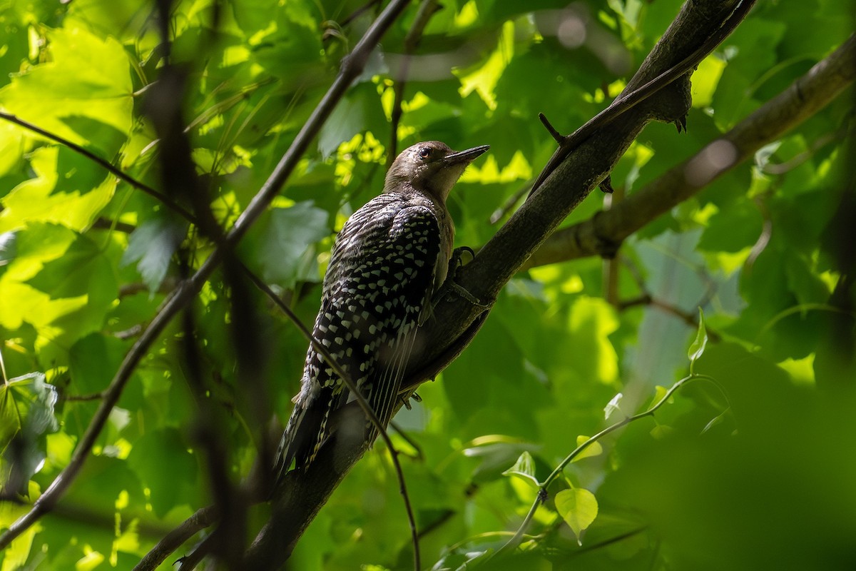 Red-bellied Woodpecker - ML643955467