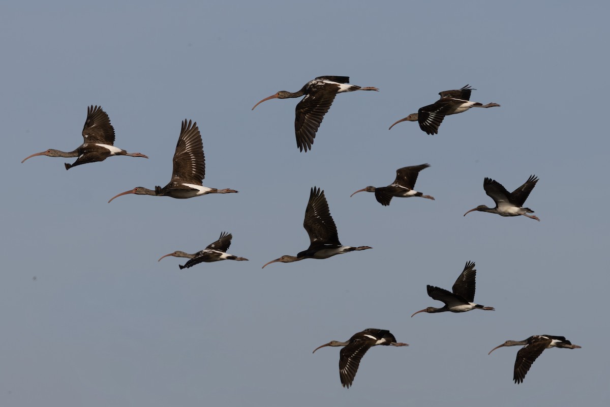 White Ibis - ML643955480