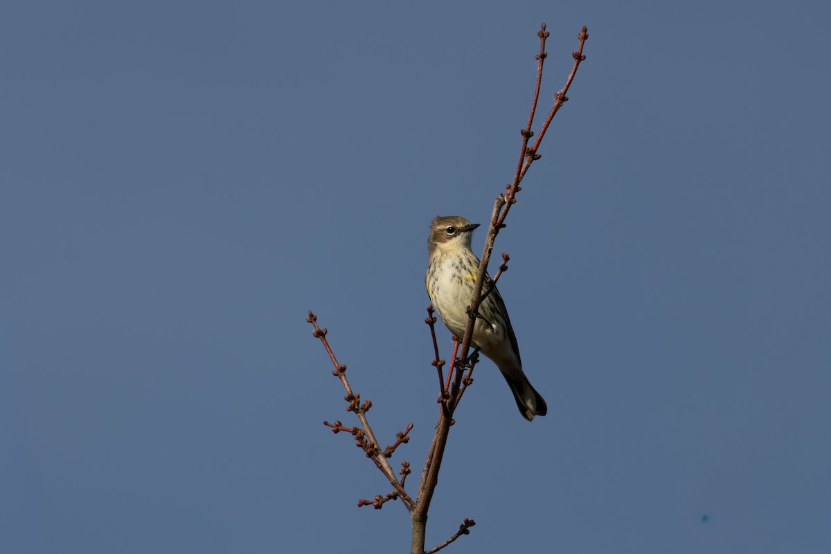 Yellow-rumped Warbler - ML643955493