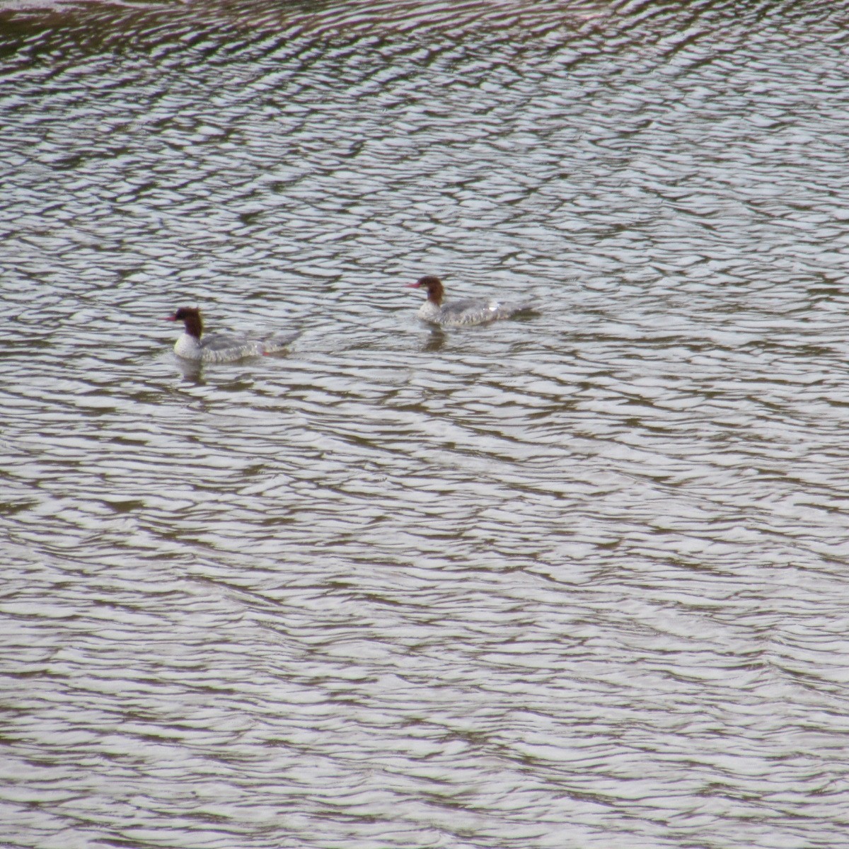 Common Merganser - ML643955498