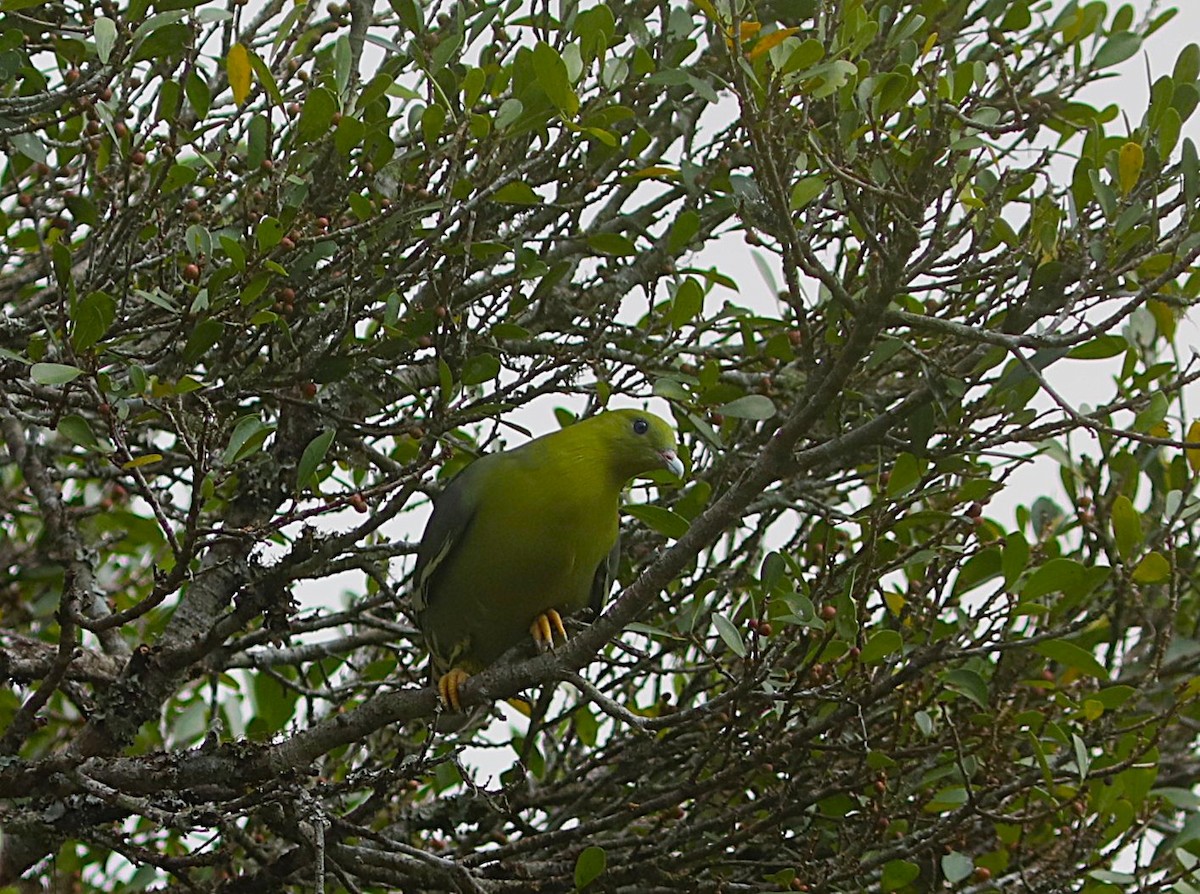 Madagascar Green-Pigeon - ML643955508