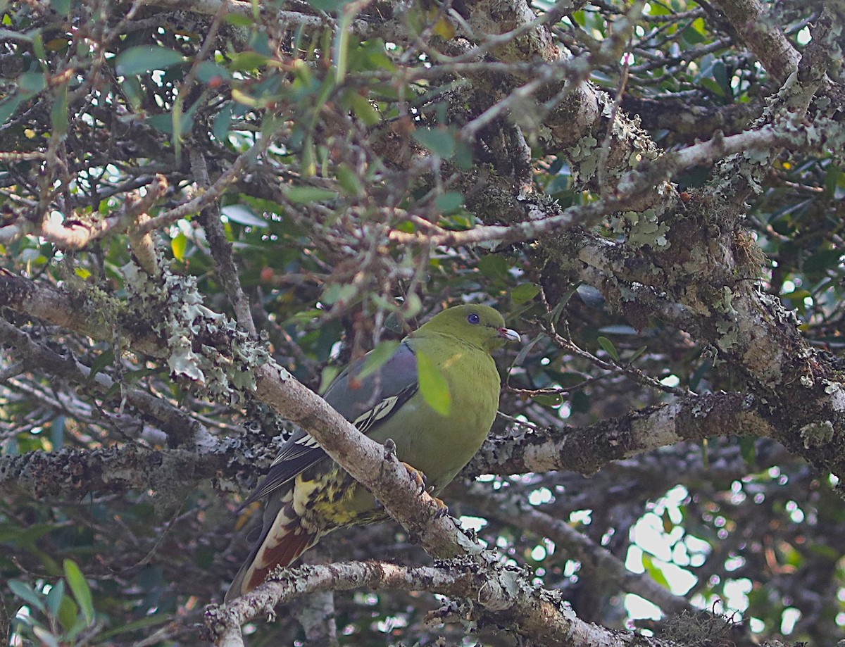 Madagascar Green-Pigeon - ML643955509