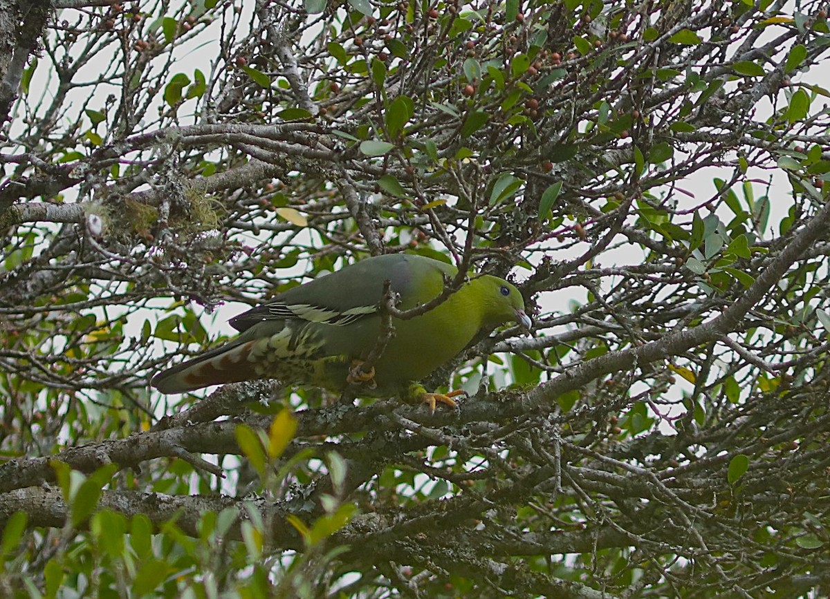 Madagascar Green-Pigeon - ML643955510