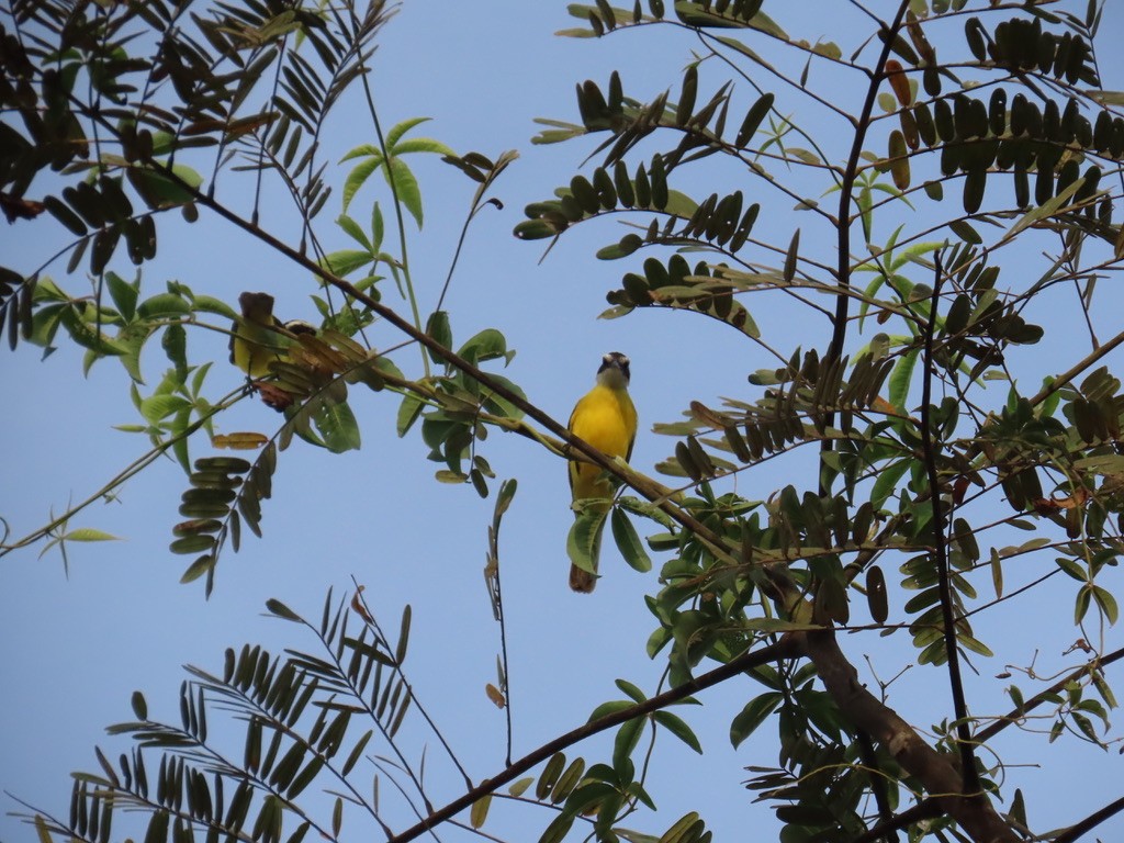 Lesser Kiskadee - ML643955511