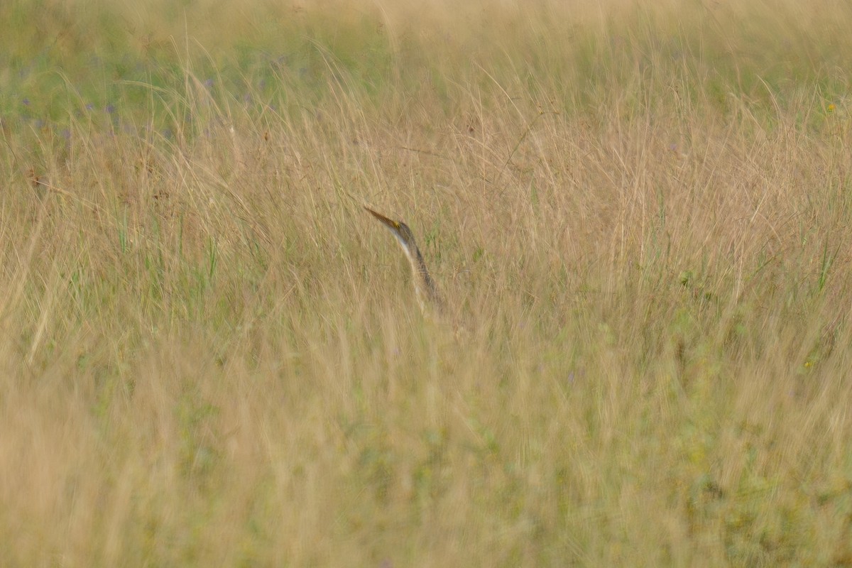 Pinnated Bittern - ML643955534