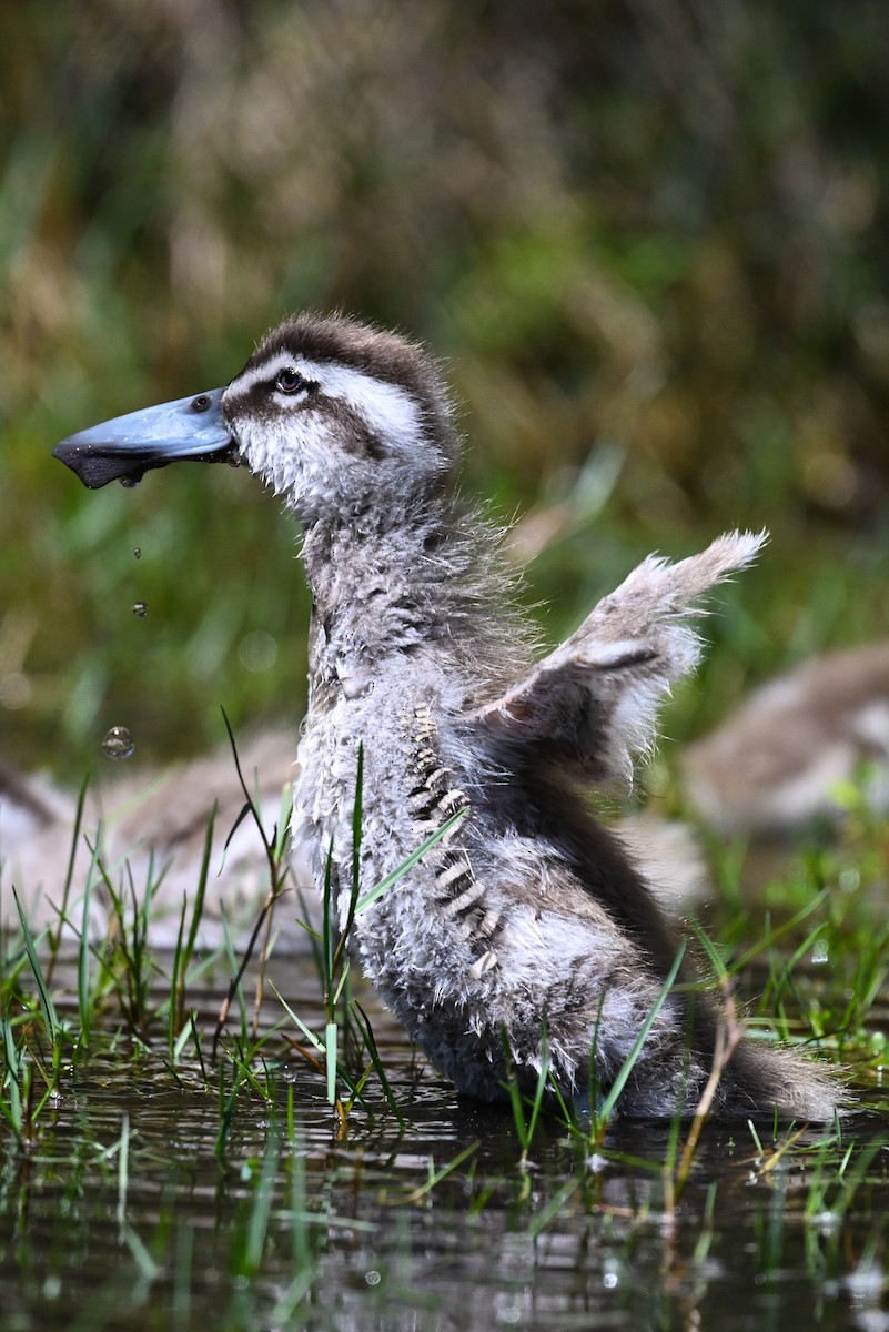 leppeand - ML643955548