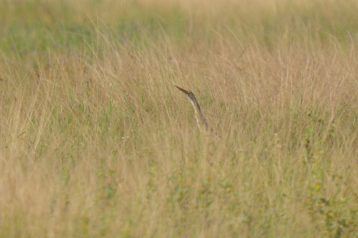 Pinnated Bittern - ML643955551