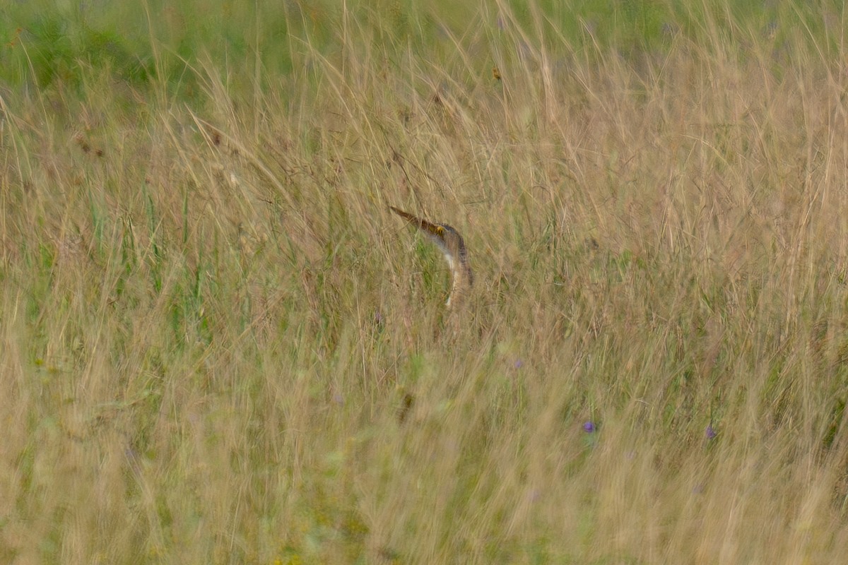 Pinnated Bittern - ML643955552