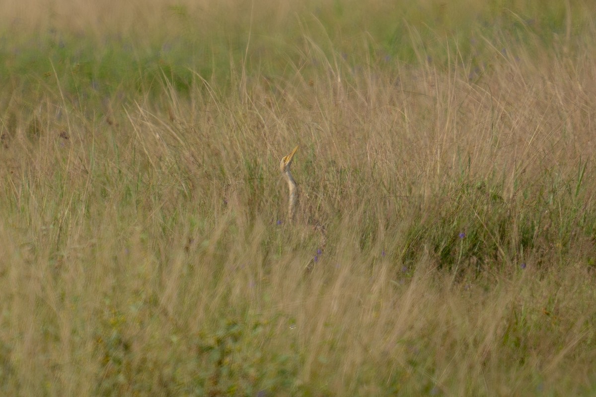 Pinnated Bittern - ML643955553