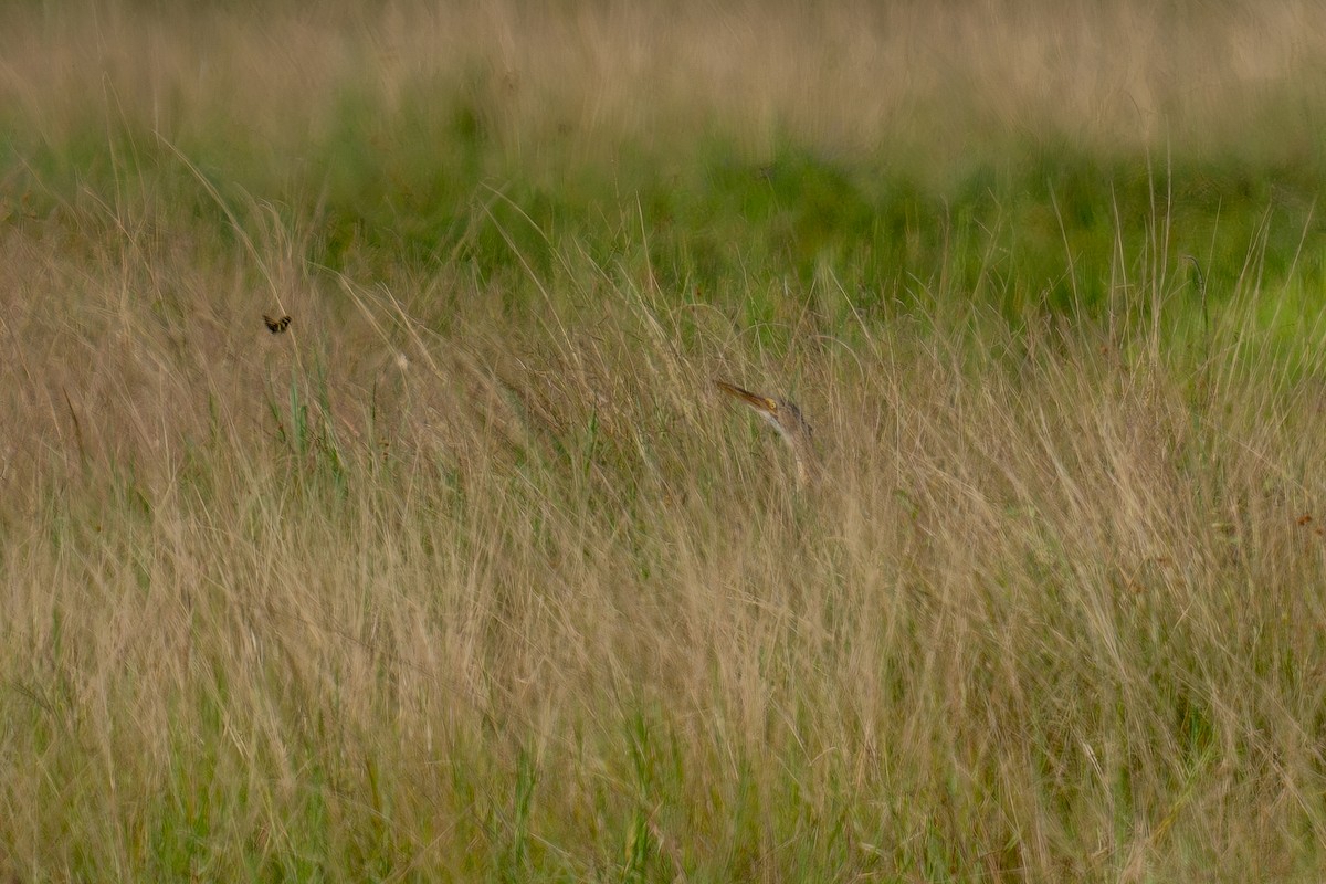Pinnated Bittern - ML643955554