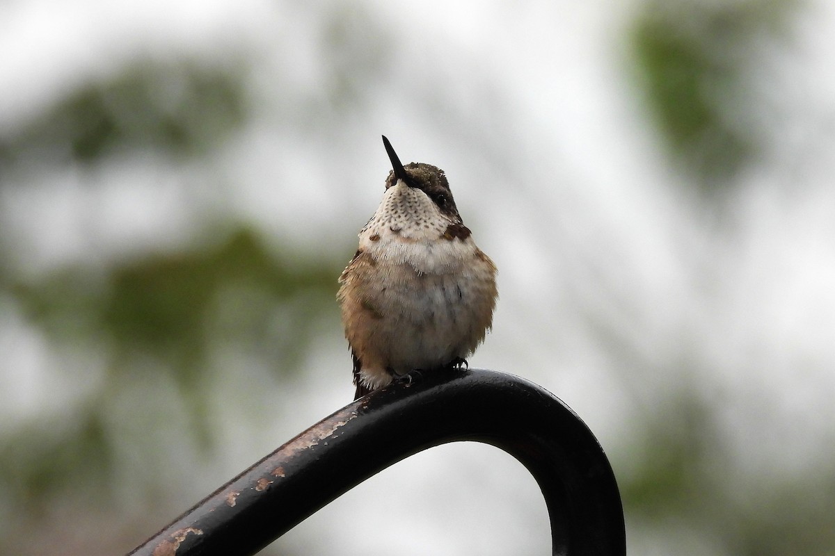 Ruby-throated Hummingbird - ML643955557