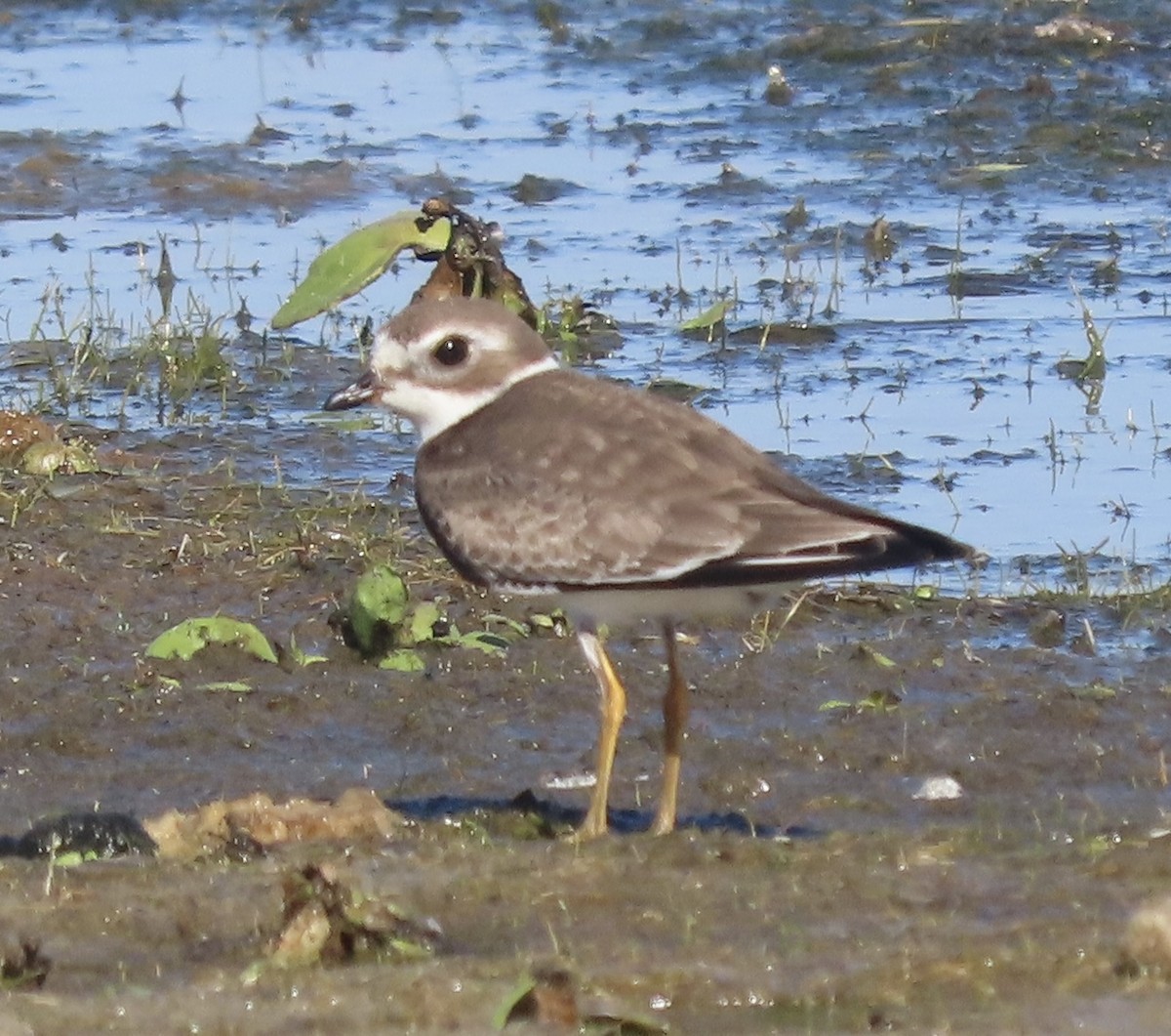 Semipalmated Plover - ML643955561