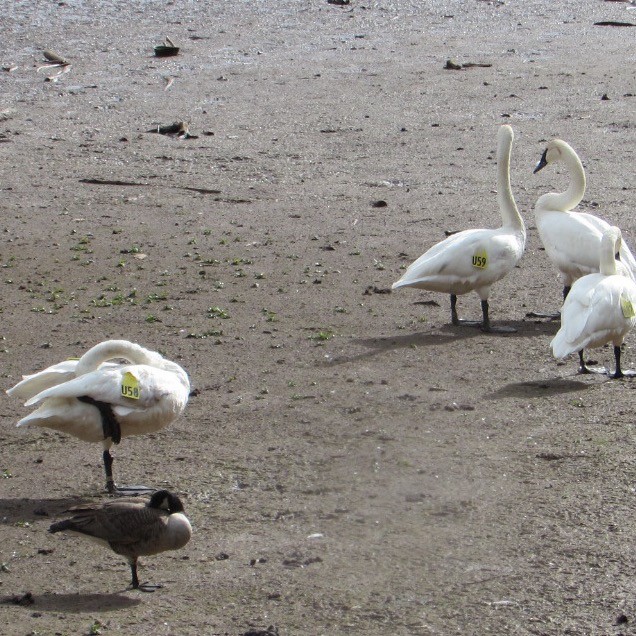 Trumpeter Swan - ML643955568