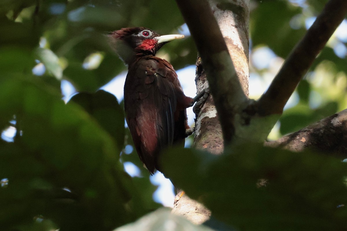 チャバラテンニョゲラ - ML643955577