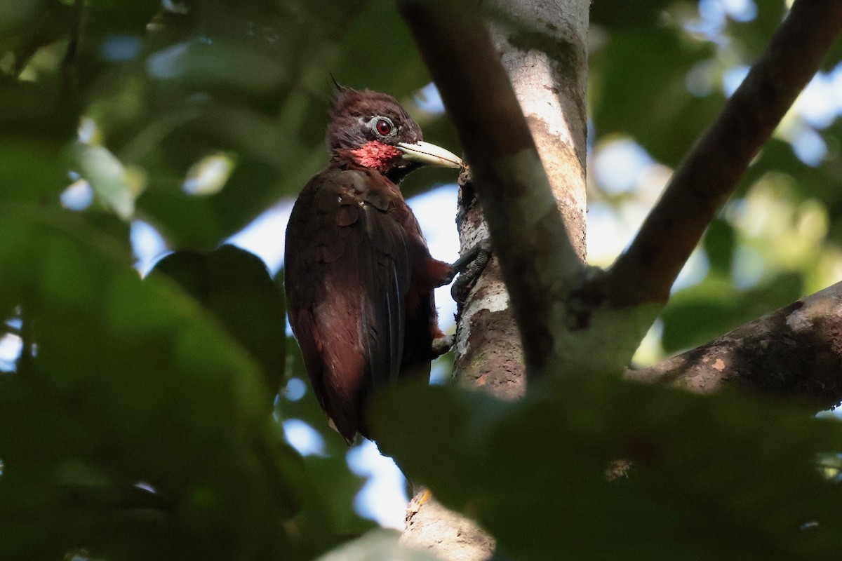 チャバラテンニョゲラ - ML643955578