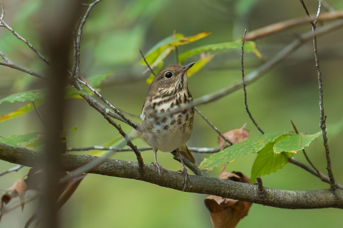 Hermit Thrush - ML643955580