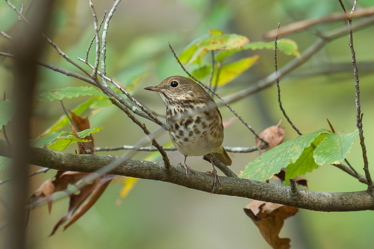 Hermit Thrush - ML643955581