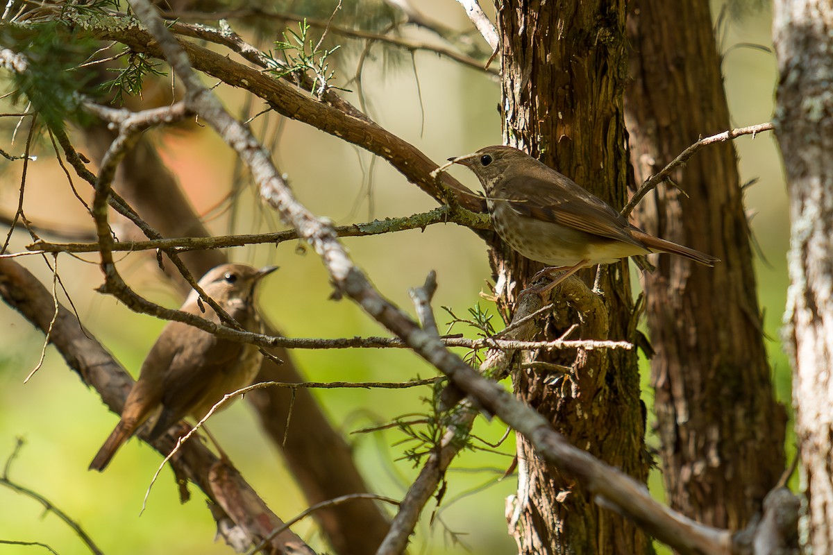 Hermit Thrush - ML643955582