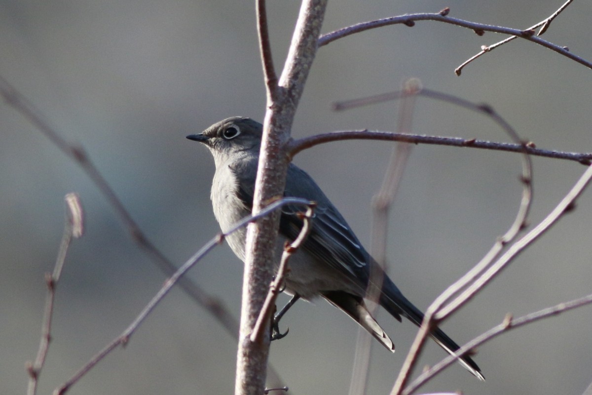 Townsend's Solitaire - ML643955583
