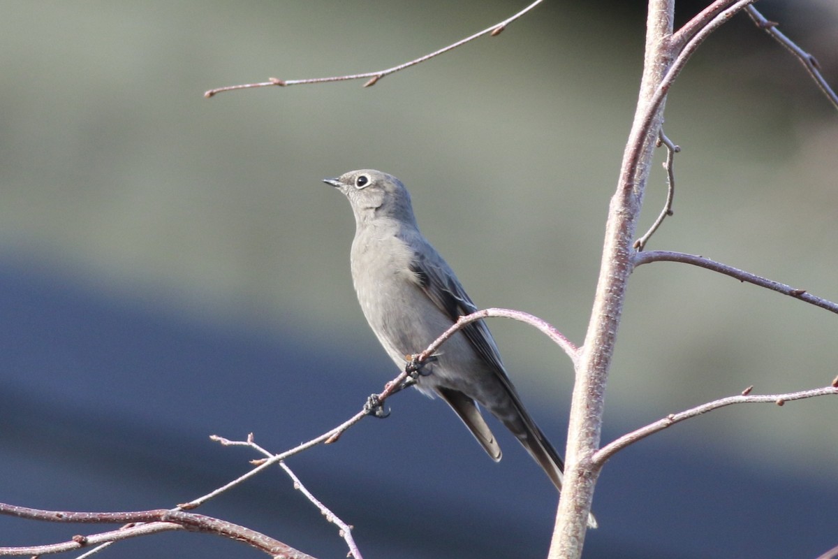 Townsend's Solitaire - ML643955584