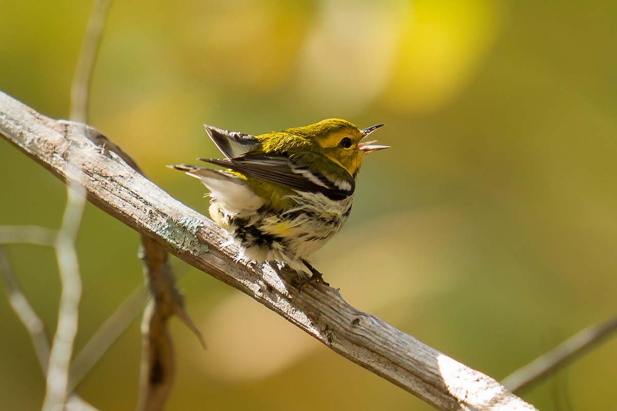 Black-throated Green Warbler - ML643955592